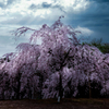 枝垂桜の夢