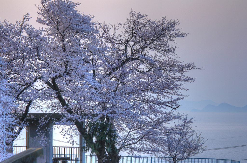 燧灘と桜