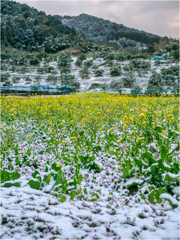 菜の花に雪