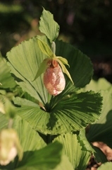 クマガイソウの花