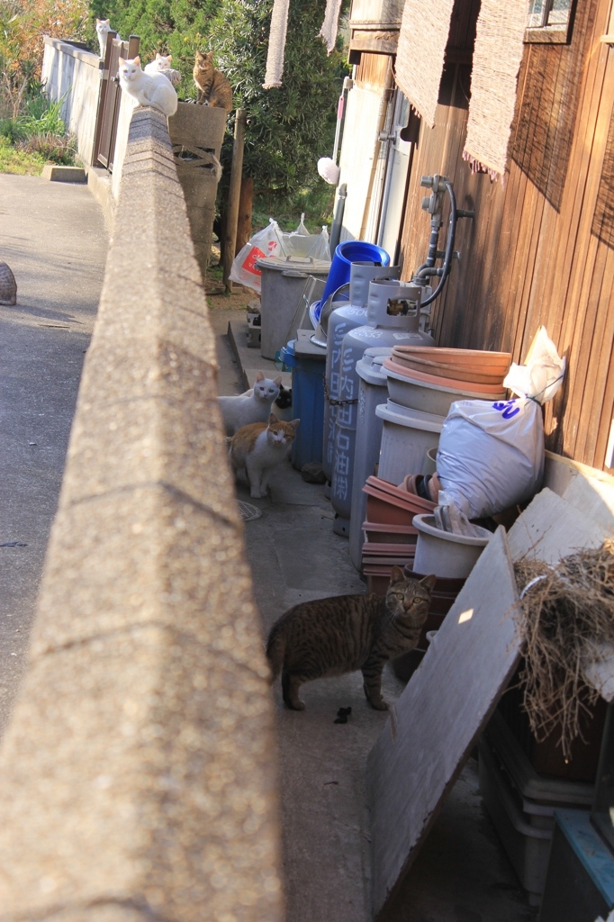 猫の視線に襲われる