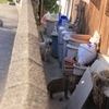 猫の視線に襲われる