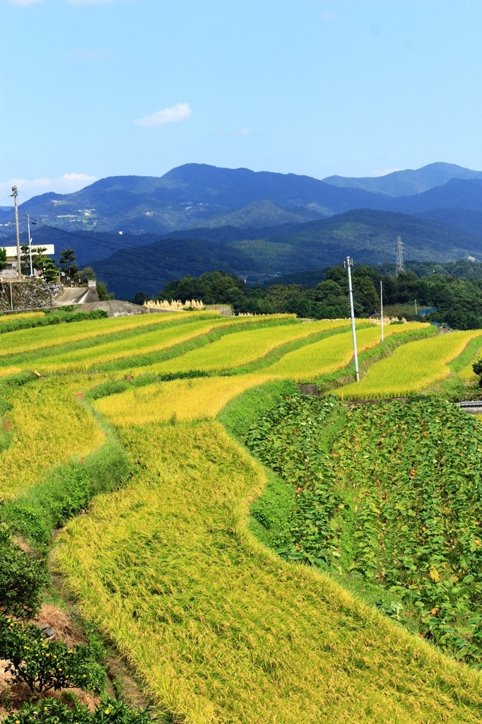 金田町の棚田