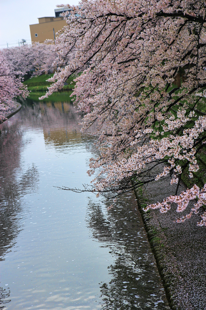 富山駅前、松川べりの桜並木