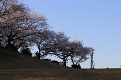 三島公園と桜