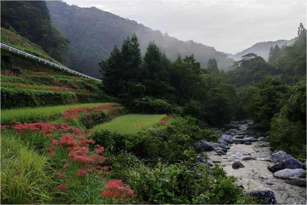 土佐山の彼岸花