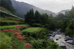 土佐山の彼岸花