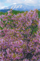 雪山と河津桜