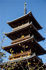 蝋梅と五重塔