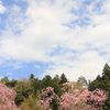 郡上八幡城
