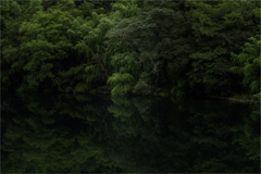 ダム湖に沈む樹々