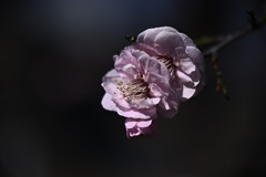 Z63_1661_2727