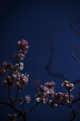 Z63_1689_2755