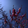 Z63_1713_2779