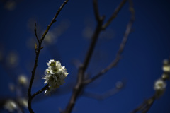 Z63_1701_2767