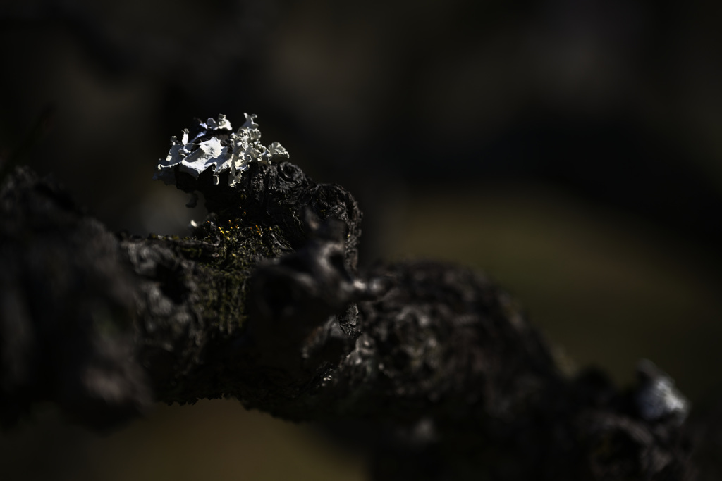 Z63_1705_2771