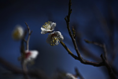 Z63_1665_2731