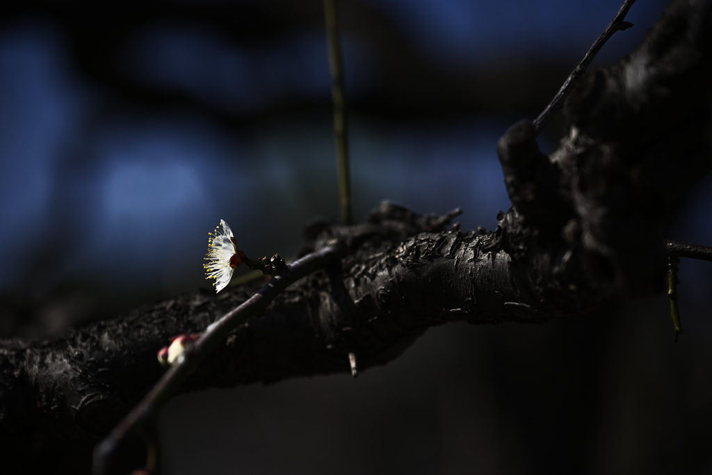 Z63_1679_2745