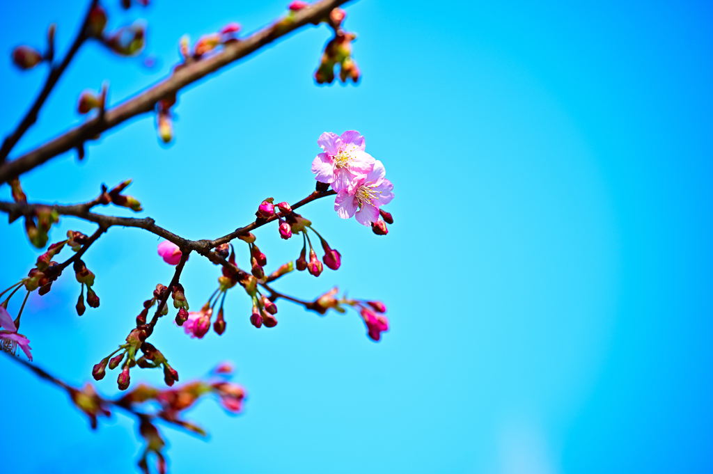 Z6S_8276