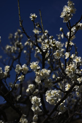 Z63_1733_2799