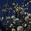 Z63_1733_2799