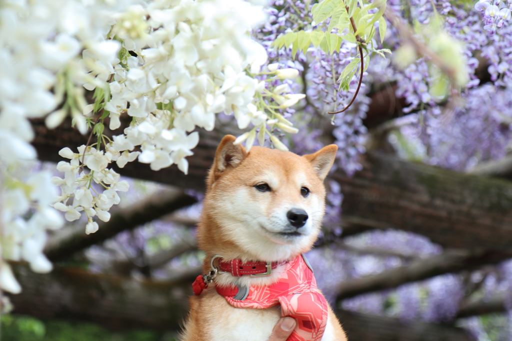 藤の花と柴犬