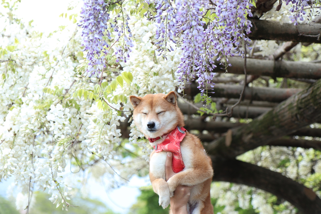 藤はいい香りだな