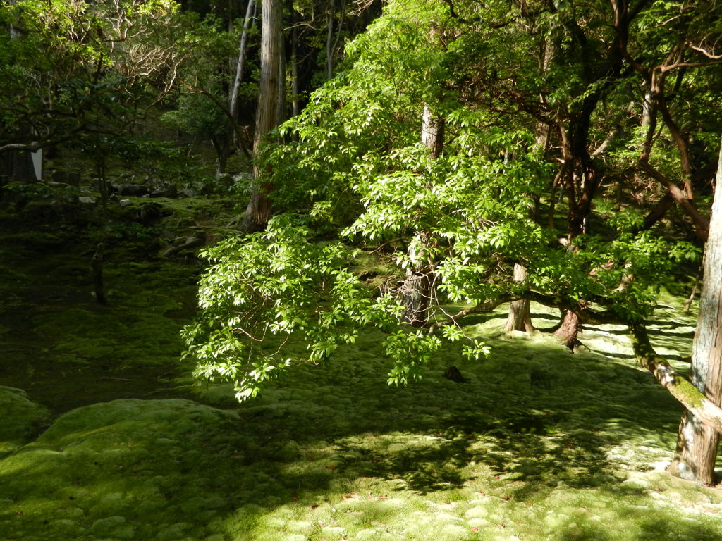 西苔寺
