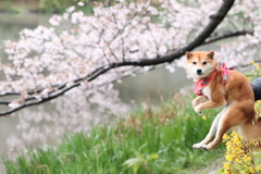 カンガルーと桜