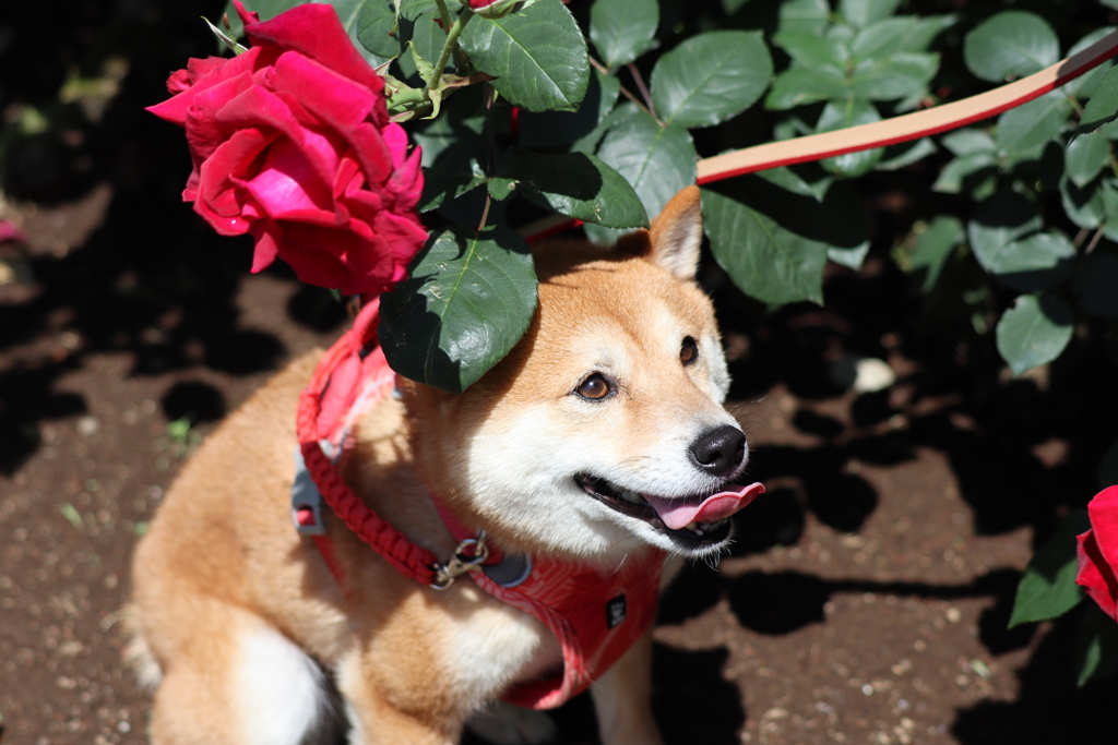 薔薇の冠でてへぺろ