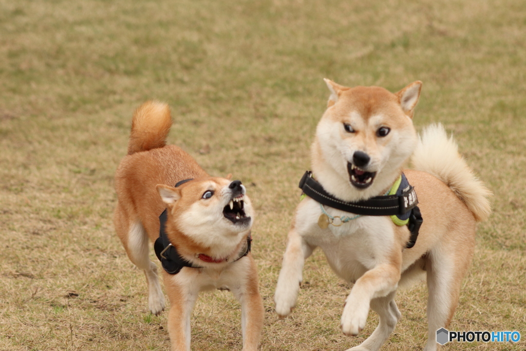 ちびだけどガウッ