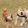 ちびだけどガウッ
