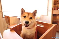 横からパンケーキ