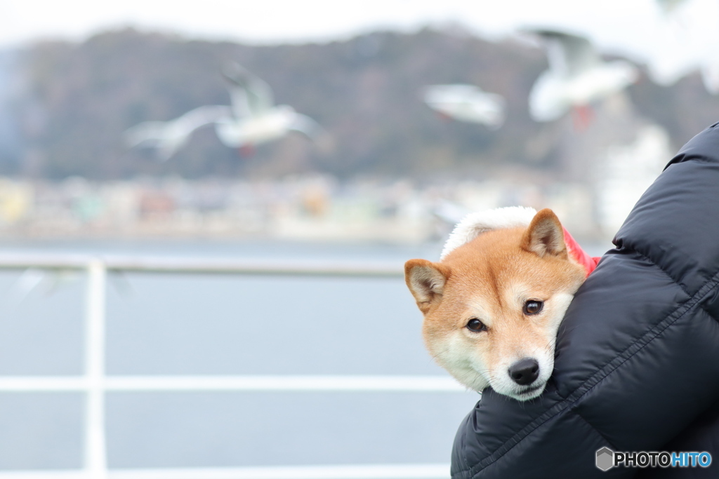 カモメさんこわい