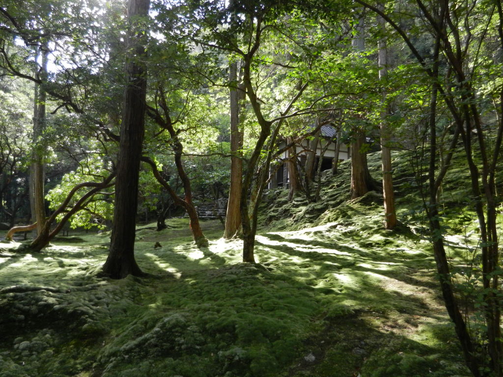 西苔寺