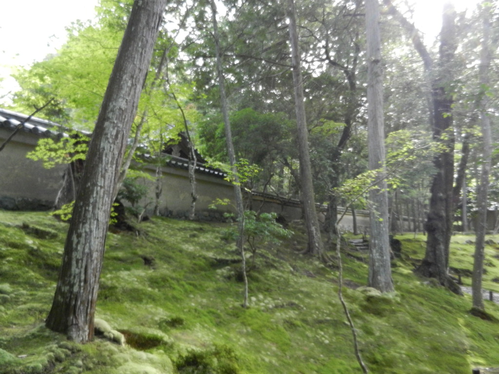 西苔寺