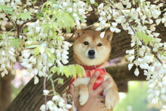 藤の花と柴犬