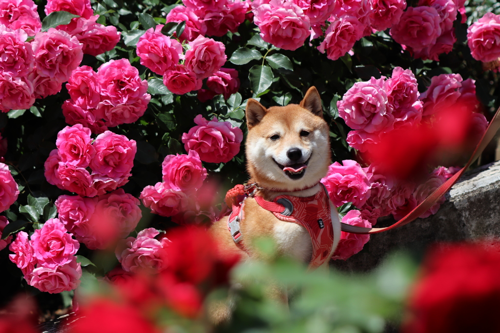 薔薇と柴犬