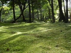 西苔寺