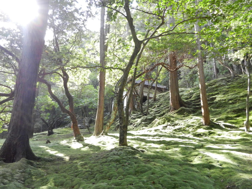 西苔寺