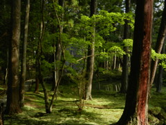 西苔寺