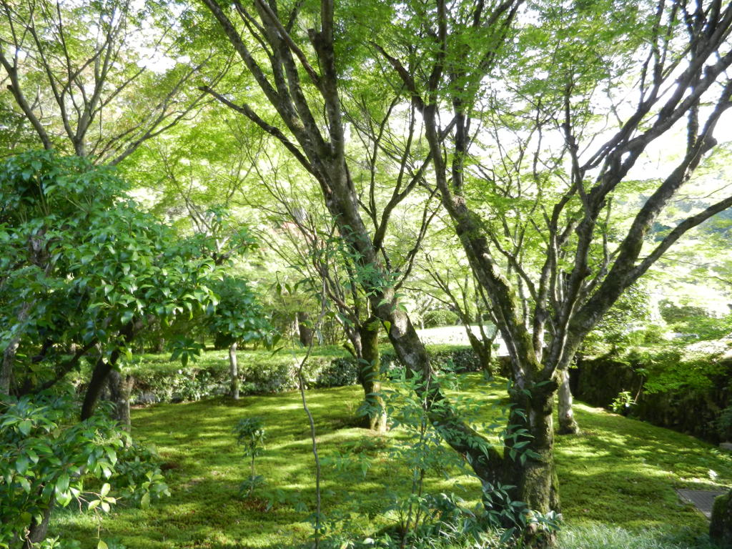 西苔寺