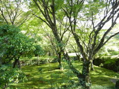 西苔寺
