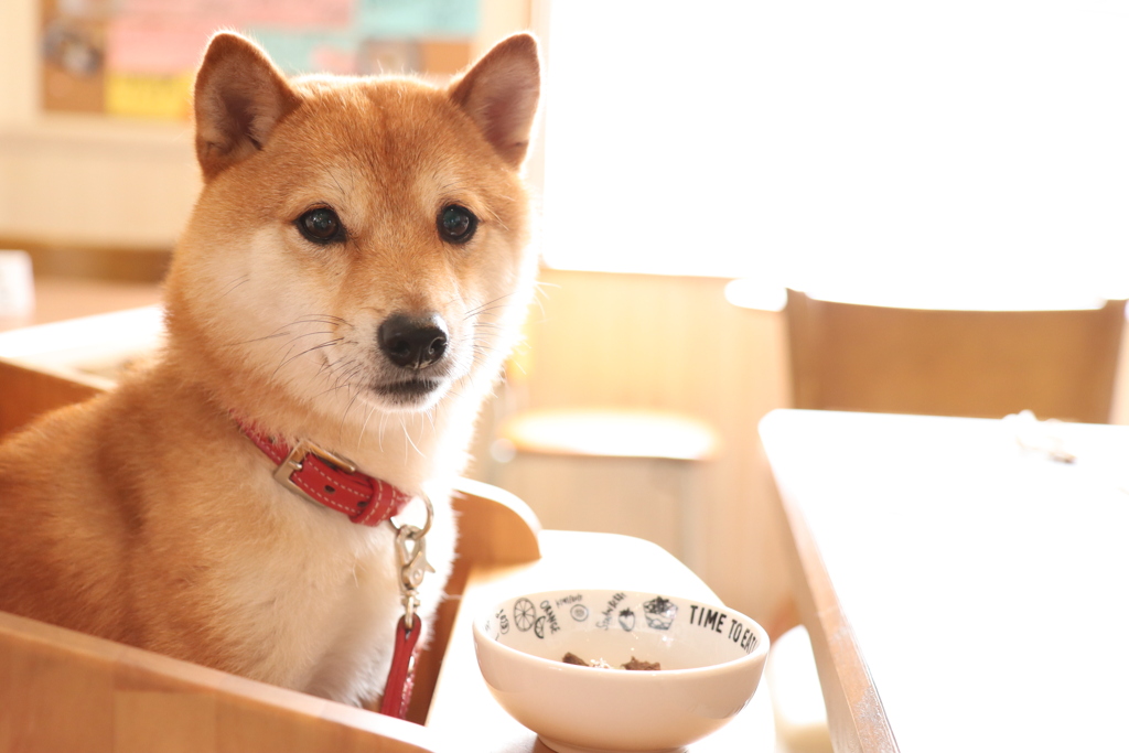 まて頑張ります