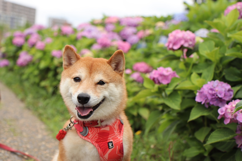 紫陽花と犬
