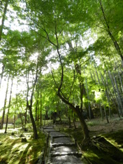 緑
