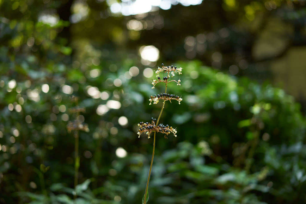 夏草