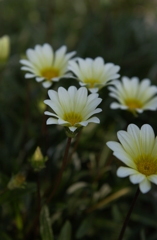 カモミール？なんか菊の類