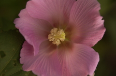 芙蓉だと・・・