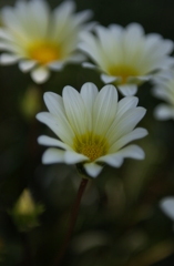 カモミール？？菊っぽい何か